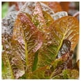 thumbnail image 2 of Everwilde Farms - 1/4 lb Cimmaron Romaine Lettuce Seeds - Gold Vault Bulk Seed Packet, 2 of 3