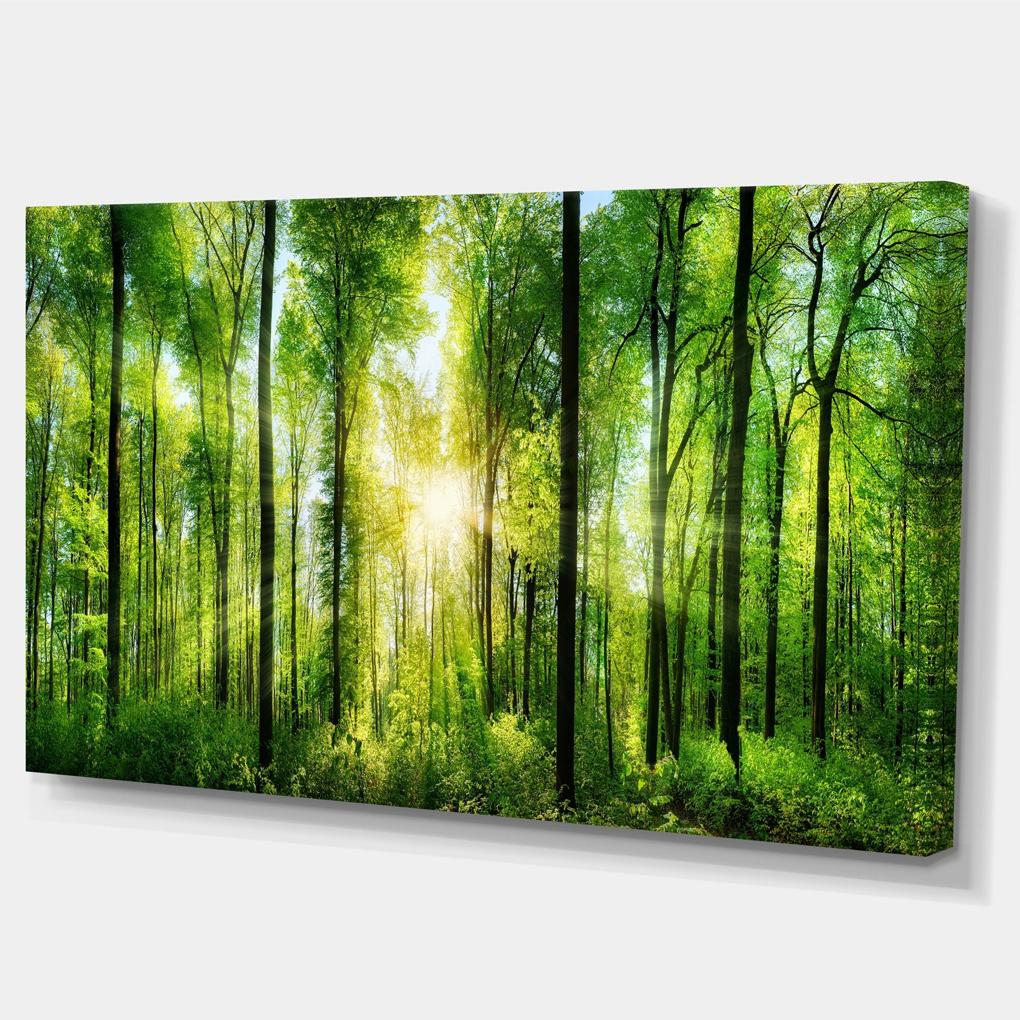 Designart 'Forest with Rays of Sun Panorama ' Landscape Art Print Canvas