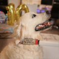 thumbnail image 3 of S.lux Nylon Dog Collar, Command Handle Dog Collar With Metal Double D Ring Buckle Decorative Strap For Military Neck, Scratch Resistant, 3 of 5