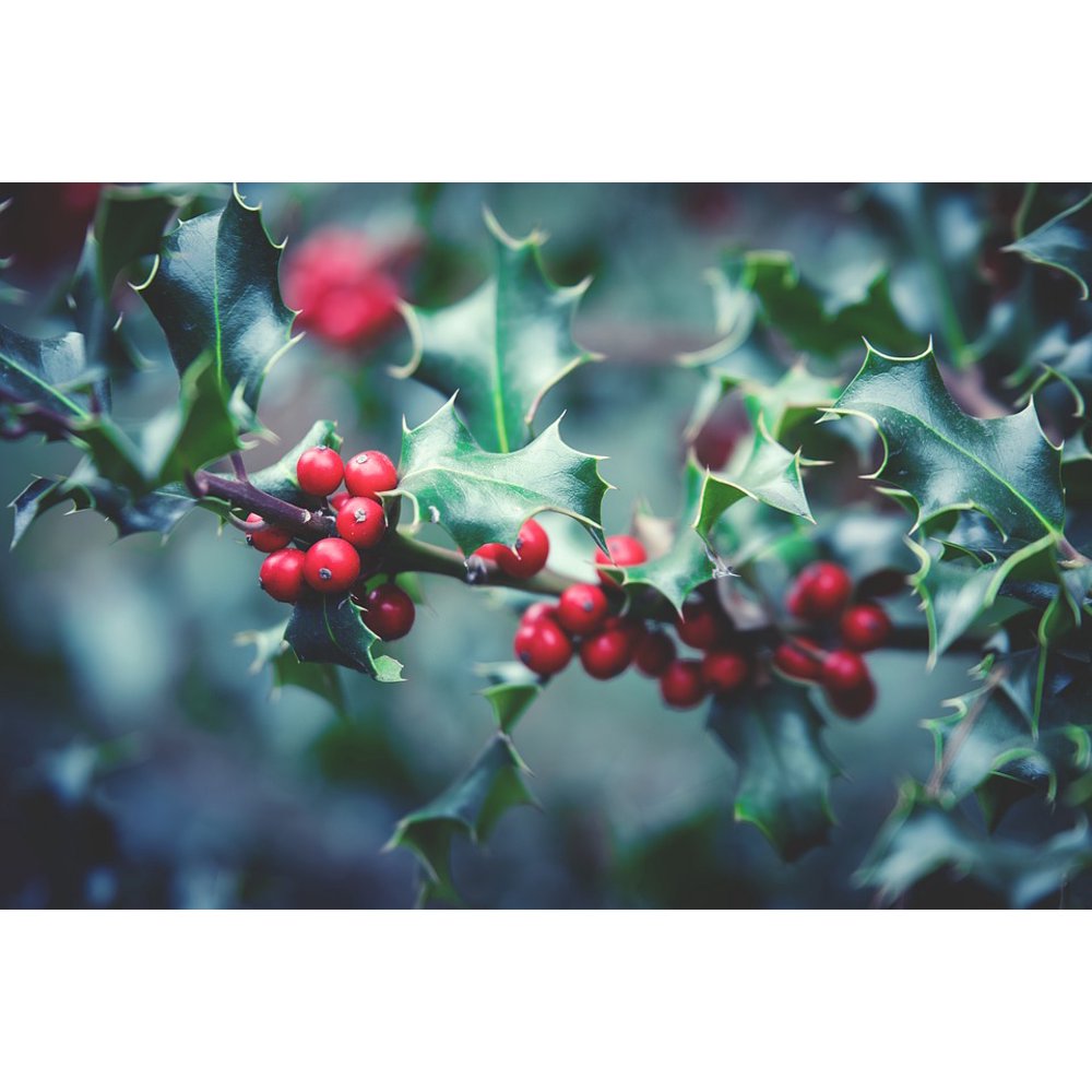 How close to plant holly bushes information