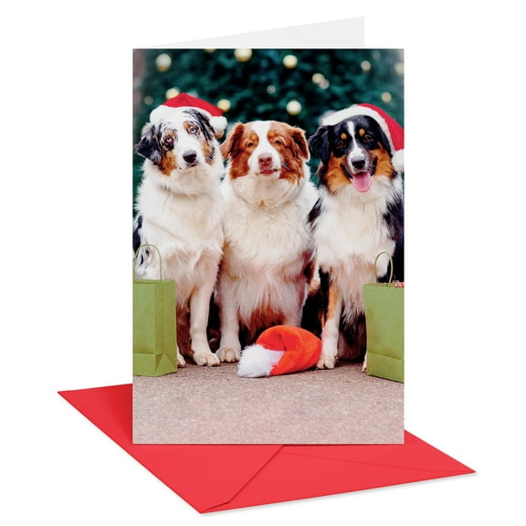American Greetings Funny Christmas Card for Anyone (Pawsitively)
