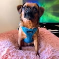 thumbnail image 5 of Best Pet Supplies Voyager Step-In Flex Adjustable Mesh Dog Harness, 5 of 9