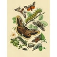 thumbnail image 3 of Kirby, W. F. 12x14 Black Modern Framed Museum Art Print Titled - Moths: E. Versicolora, S. Pyri, S. Carpini, 3 of 5