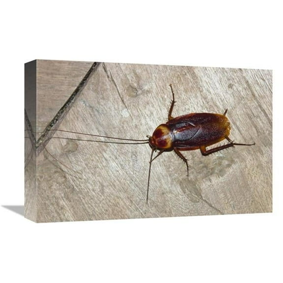 12 x 18 in. American Cockroach, India Art Print - Konrad Wothe