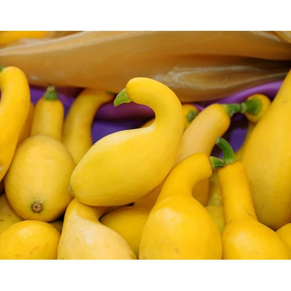 Crookneck Squash Seeds for Planting - 30 Seeds - Made in USA