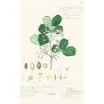 thumbnail image 3 of A. Descubes 13x18 Black Modern Framed Museum Art Print Titled - Delicate Descubes II, 3 of 5