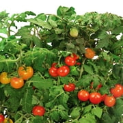 AeroGarden Red Heirloom Cherry Tomato Seed Pod Kit, 6-Pod