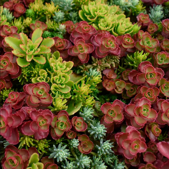 100 Mixed Sedum Seeds for Plantings, Variety Stonecrop Succulent Groundcover Seeds
