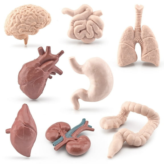 Visland 8Pcs/Set Organ Model Toy PVC Brain Lungs Small/Large Intestine Stomach Solid Model Early Learning Educational Toy Simulation Heart Model Human Body Science Toys Children Toy Gift