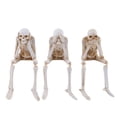 thumbnail image 2 of Skeleton Resin Ornament Skeleton Skeleton Craft Decoration, 2 of 9