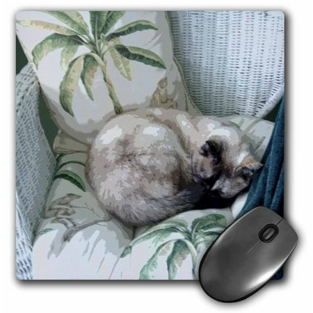 3dRose Siamese Nap, Mouse Pad, 8 by 8 inches