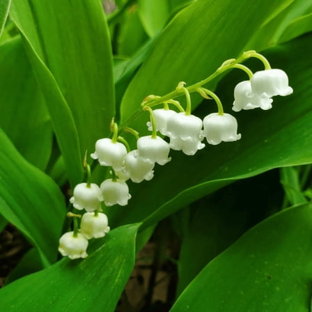 Lily of the Valley Live Plant, Dormant Tree, 5 Count Roots, White Flowers Plant, Suitable for Outdoor Growing Planting