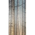 thumbnail image 2 of Bailey, Ann 14x24 White Modern Wood Framed Museum Art Print Titled - Forest Dreaming 1, 2 of 4