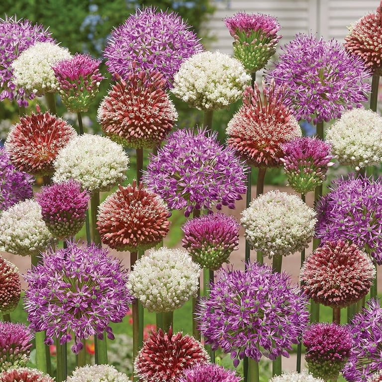 Van Zyverden Color of the Year #9 Dormant Flower Bulbs, Full Van Zyverden Color of the Year #9 Dormant Flower Bulbs, Full