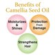 thumbnail image 5 of Aceite Oshima Tsubaki de semilla de camelia 100% puro 60 mL para cabello y piel, 5 of 6