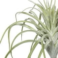 thumbnail image 3 of Vickerman Vickerman 20.5" Choix Tillandsia Vert Artificiel, 3 of 3