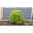 thumbnail image 3 of "Expert Gardener Buxus Japonica Boxwood Shrub, 10""-12"" Tall, 3 of 4