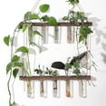 thumbnail image 1 of Tubo de ensayo de planta hidropónica de vidrio montado en la pared Tubo de ensayo hidropónico Decoración de pared Colgante de madera maciza Jarrón de pared montado en la pared, 1 of 4