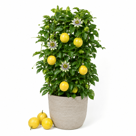 Yellow Passion Plant Live, 5 to 7 Inc Tall, Passiflora Passion Fruit Plant for Outdoors Garden, Perennial Fruits Climbing Vine Starter Plants