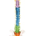 thumbnail image 4 of Modelo Flexible Anatómico De Vertebral De 45 Cm Con Pelvis Y Fémur, Codificado Por Color, Educación De Tamaño Natural 2PCS, 4 of 9