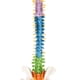 thumbnail image 4 of 2 piezas 1: 1 modelo de vertebral vertebral de la médula espinal, con pelvis, con pantalla, modelos anatómicos, 4 of 9