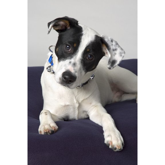 Small Black And White Dog Canvas Art - Corey Hochachka  Design Pics (11 x 17)