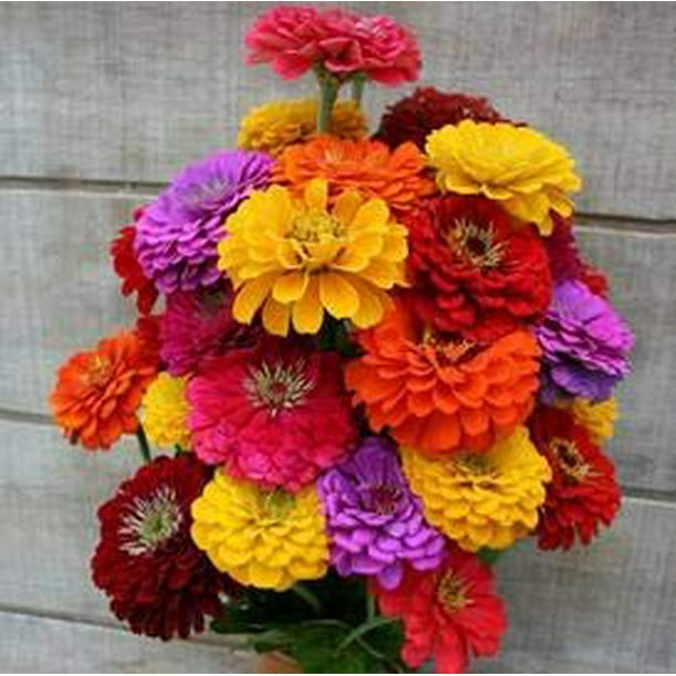 Zinnia California Giant Mix Flower Seeds, 200 Heirloom Flower Seeds Per