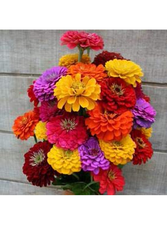 Zinnia Flower Seeds in Seed Gardening