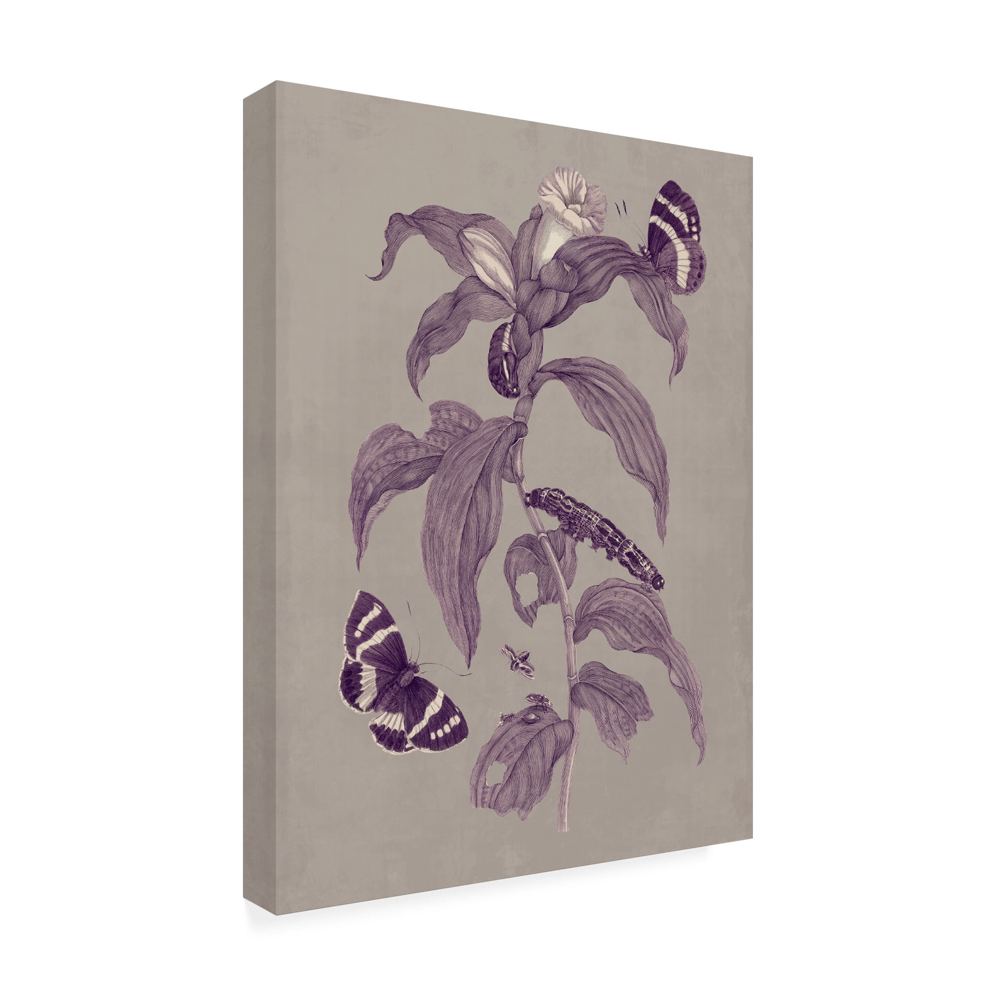 Trademark Fine Art 'Nature Study in Plum & Taupe I' Canvas Art by Maria S. Merian