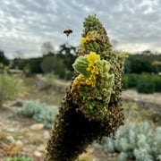 Plant Good Seed Mullein Seeds: Yellow Flowers, Green Leaves for Herbal Tea, Full Sun Easy Biennial