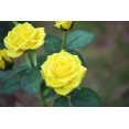thumbnail image 3 of Solar Flower Shaped Light for Garden Decoration Yellow, 3 of 5