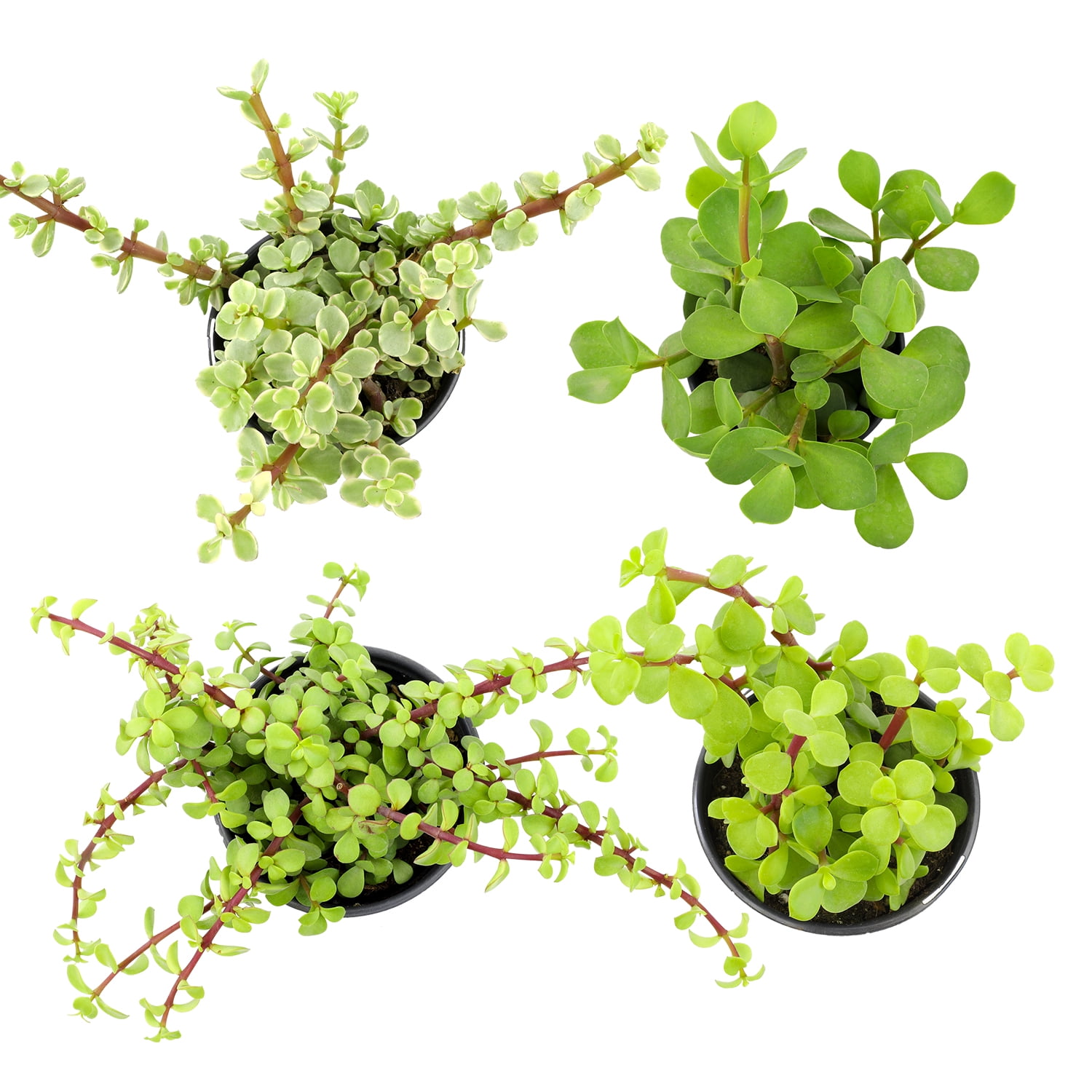 Element by Altman Plants Elephant Bush Succulents 4-Pack - Portulacaria - Full Sun - 1-Quart Pots