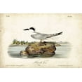 thumbnail image 2 of Audubon, John James 32x23 White Modern Wood Framed Museum Art Print Titled - Audubon Havells Tern, 2 of 4