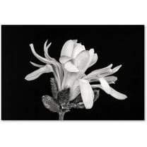 Trademark Fine Art 'Magnolia Flower' Canvas Art by Pierre Leclerc