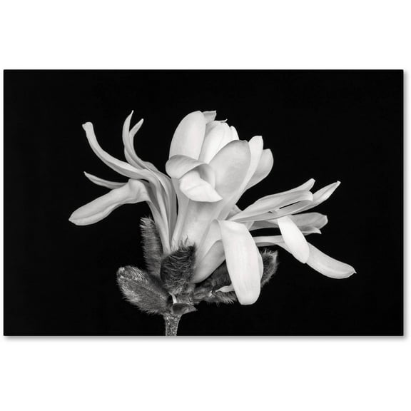 Trademark Fine Art 'Magnolia Flower' Canvas Art by Pierre Leclerc