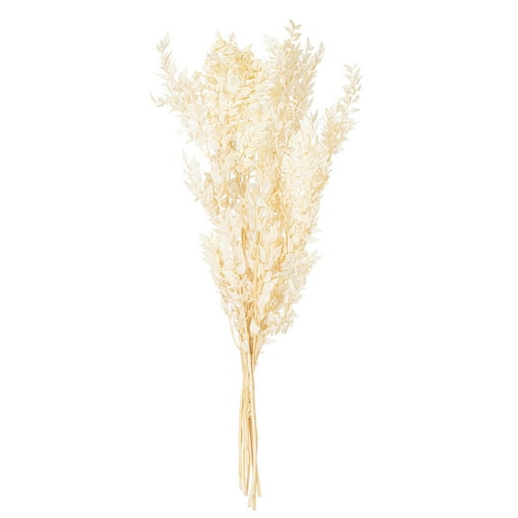 30" Bleached Preserved Ruscus 5.25 oz.