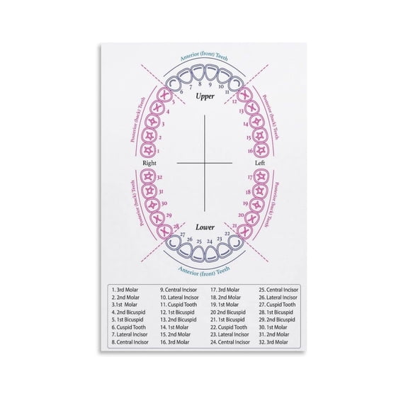 Orthodontic Full Sheet Tooth Chart Poster Canvas Painting Wall Art