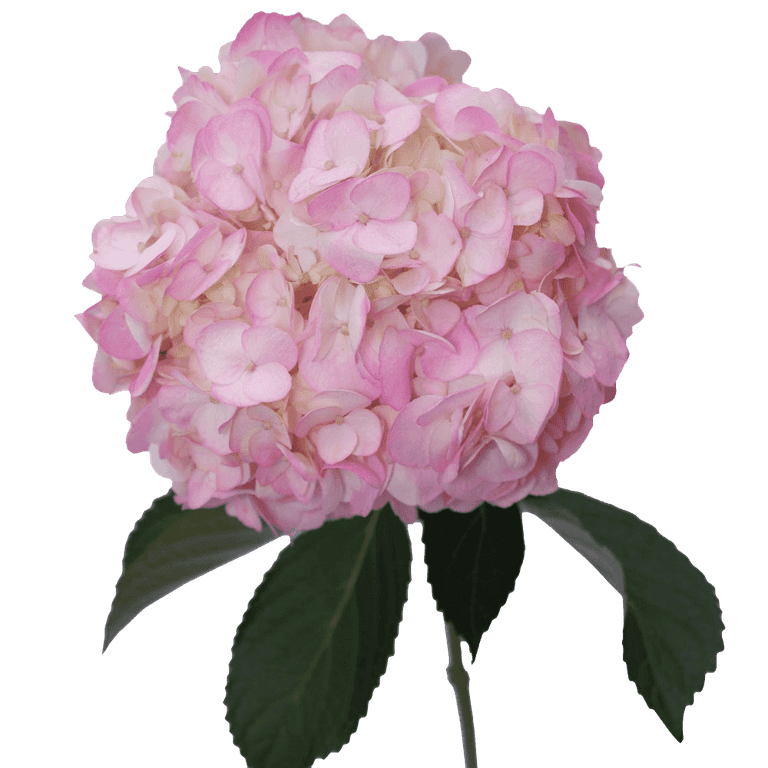40 Light Pink Hydrangea Flowers- Beautiful Fresh Cut Flowers