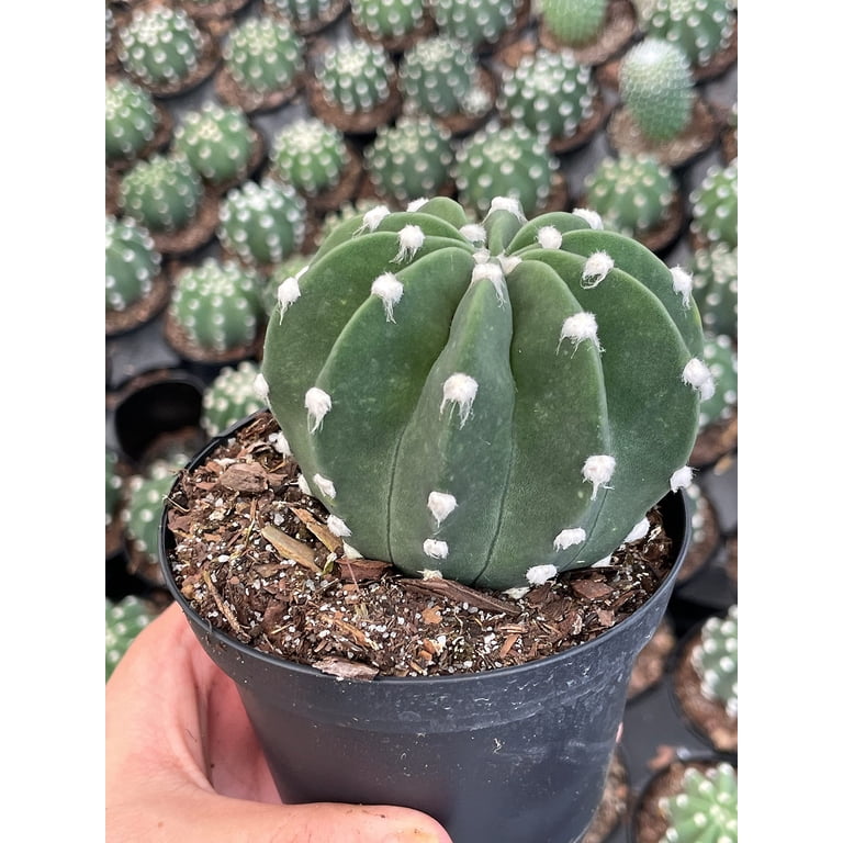 Easter Lily Cactus, Echinopsis subdenudata, Domino Cactus, Sand-Dollar  Cactus, Astrophytum Asterias in a 4 inch Pot - Walmart.com