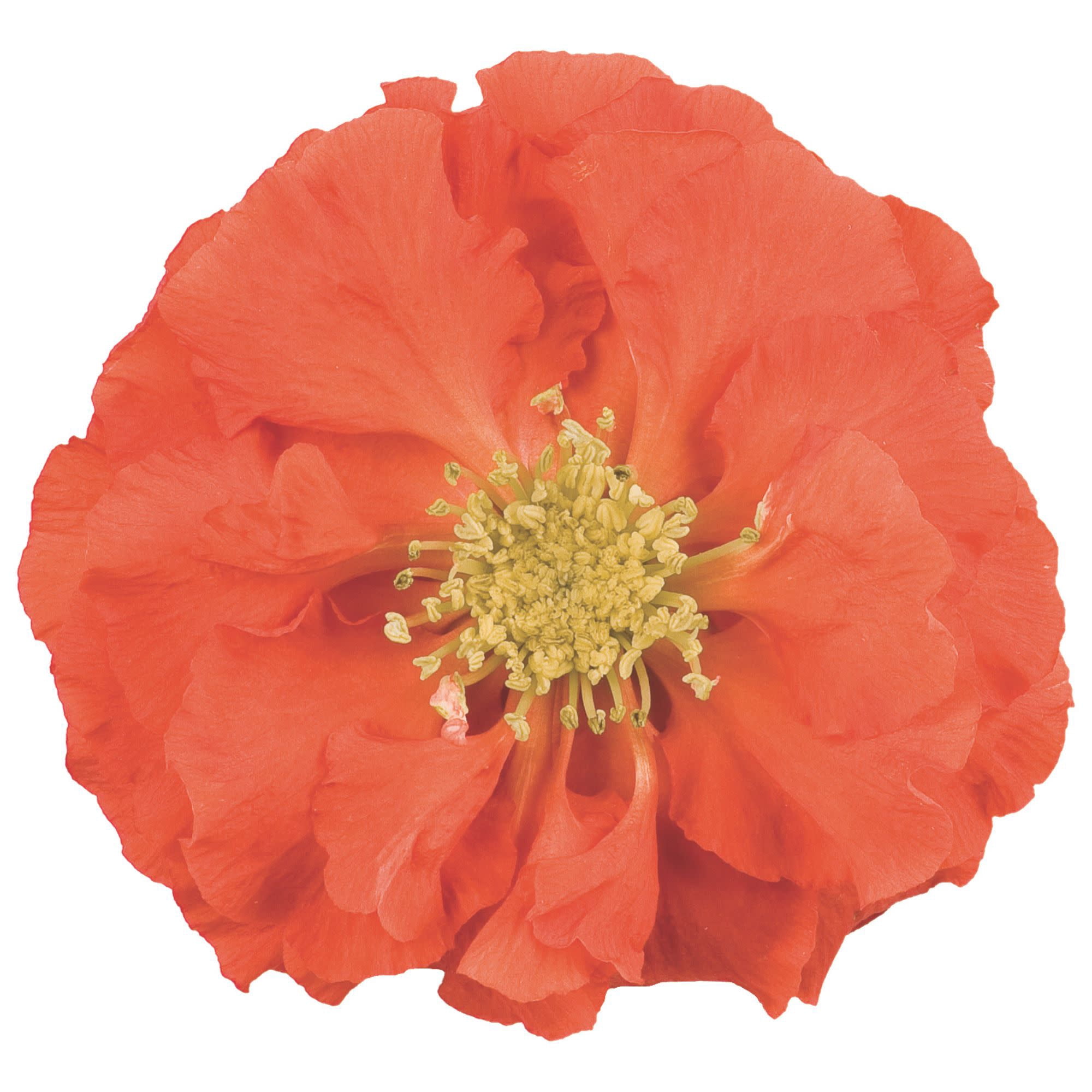 Proven Winners ColorChoice 5" Double Take Orange Quince Live Plant in 4.5" Pot (4 Count)