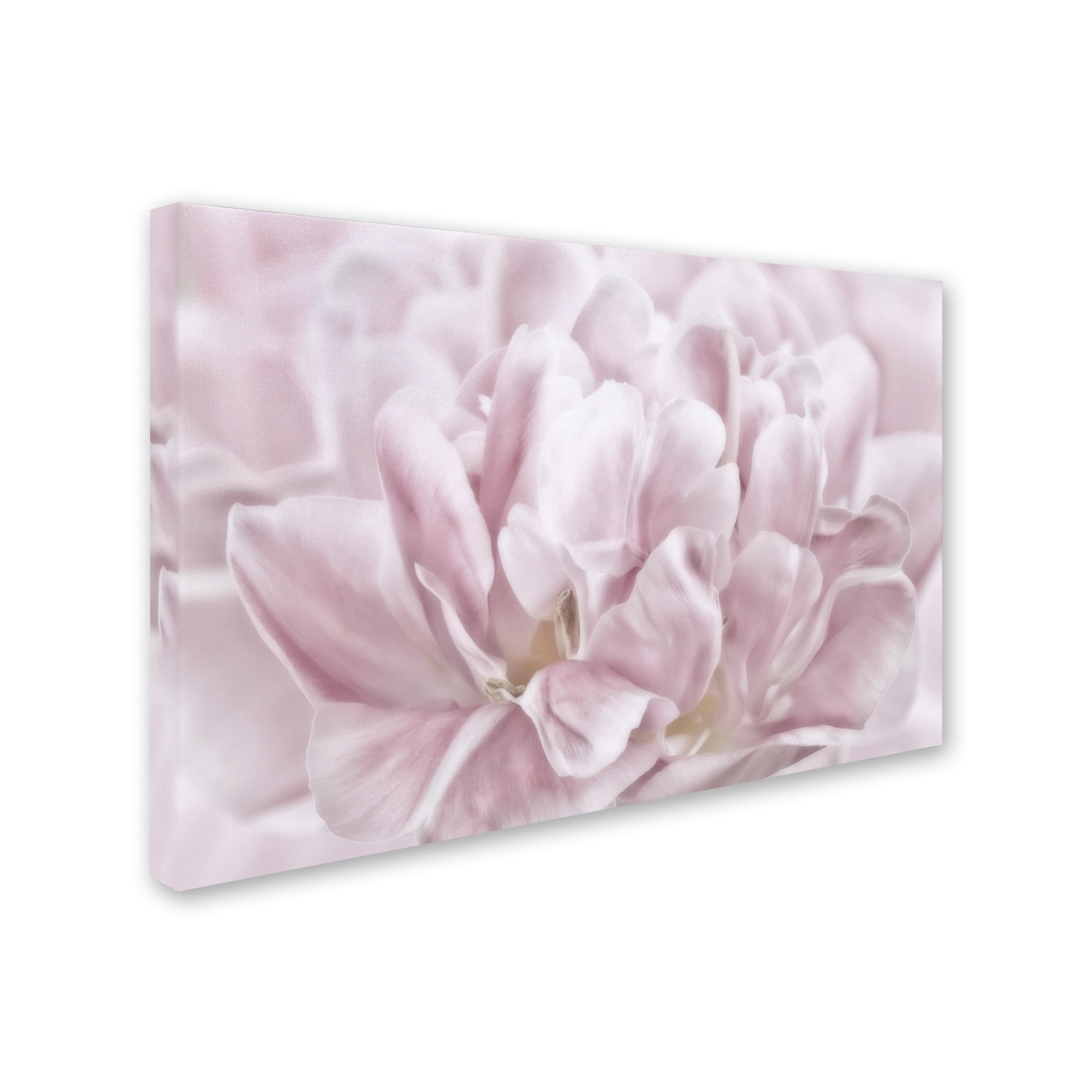 Trademark Fine Art 'Double Pink Tulip' Canvas Art by Cora Niele