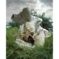 thumbnail image 2 of Zuckerman, Jim 26x32 Black Ornate Wood Framed with Double Matting Museum Art Print Titled - Kenya, Masai Mara Game Reserve Elephant skull, 2 of 4