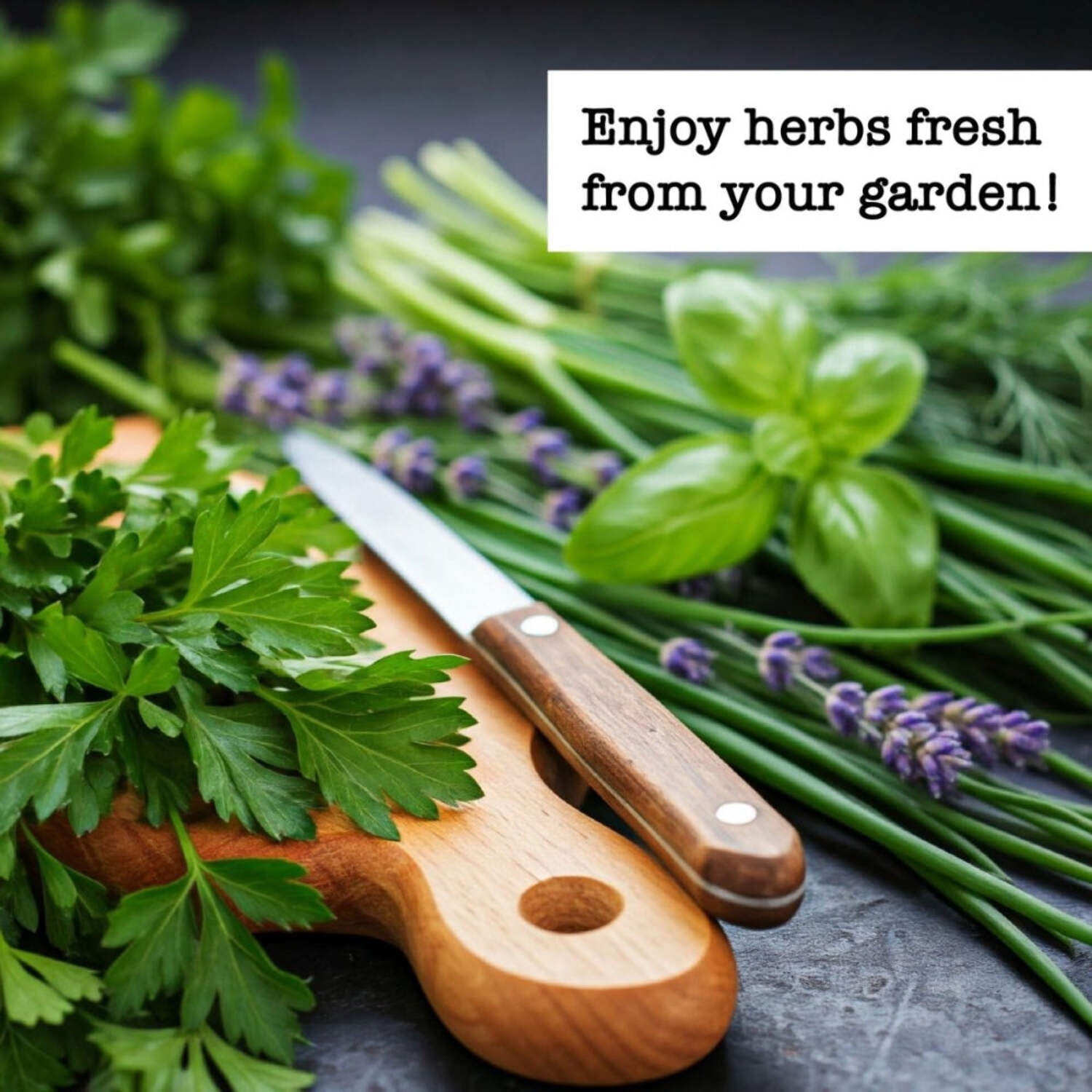 Ferry-Morse Kitchen Herb Organic Seed Variety Pack - 6 Pack
