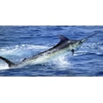thumbnail image 2 of Marlin Jumping Photo License Plate, 2 of 2