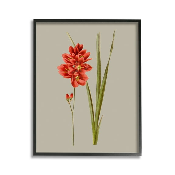 Stupell Industries Red Traditional Botanical Botanical & Floral Painting Black Framed Art Print Wall Art, 11 x 14