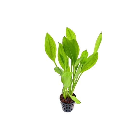 Amazon Sword Echinodorus Bleheri (3 Pack Potted - 5-8 Inches) Live Aquarium Plants BUY 2 GET 1 FREE