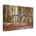 thumbnail image 4 of Milan Zygmunt 'Great Grey Owl' Canvas Art, 4 of 4
