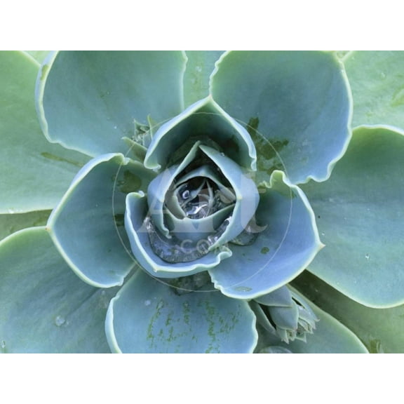 Succulent Echeveria, Botanical Unframed Photographic Print Wall Art by Clay Perry Sold by ArtCom