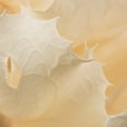 thumbnail image 3 of Vickerman 8" flower Bleached Queen Flower, 1 stem, Dried, 3 of 4