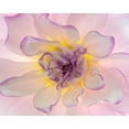 thumbnail image 2 of Jaynes Gallery 18x15 White Modern Wood Framed Museum Art Print Titled - Washington-Seabeck Glowing dahlia flower close-up, 2 of 4